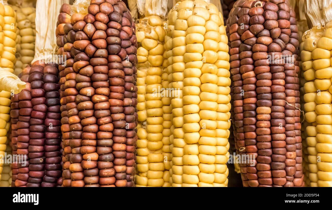 Reifer Mais Hintergrund, Maiskolben in der Sonne getrocknet, Bio natürliche vegane Nahrung. Stockfoto