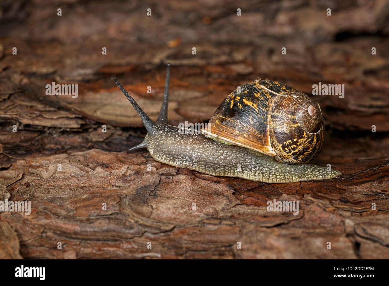 Gartenschnecke (Cornu aspersum) Stockfoto