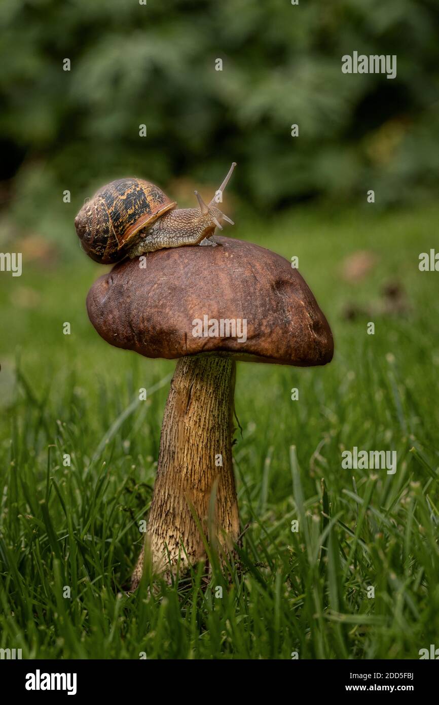 Gartenschnecke (Cornu aspersum) Stockfoto