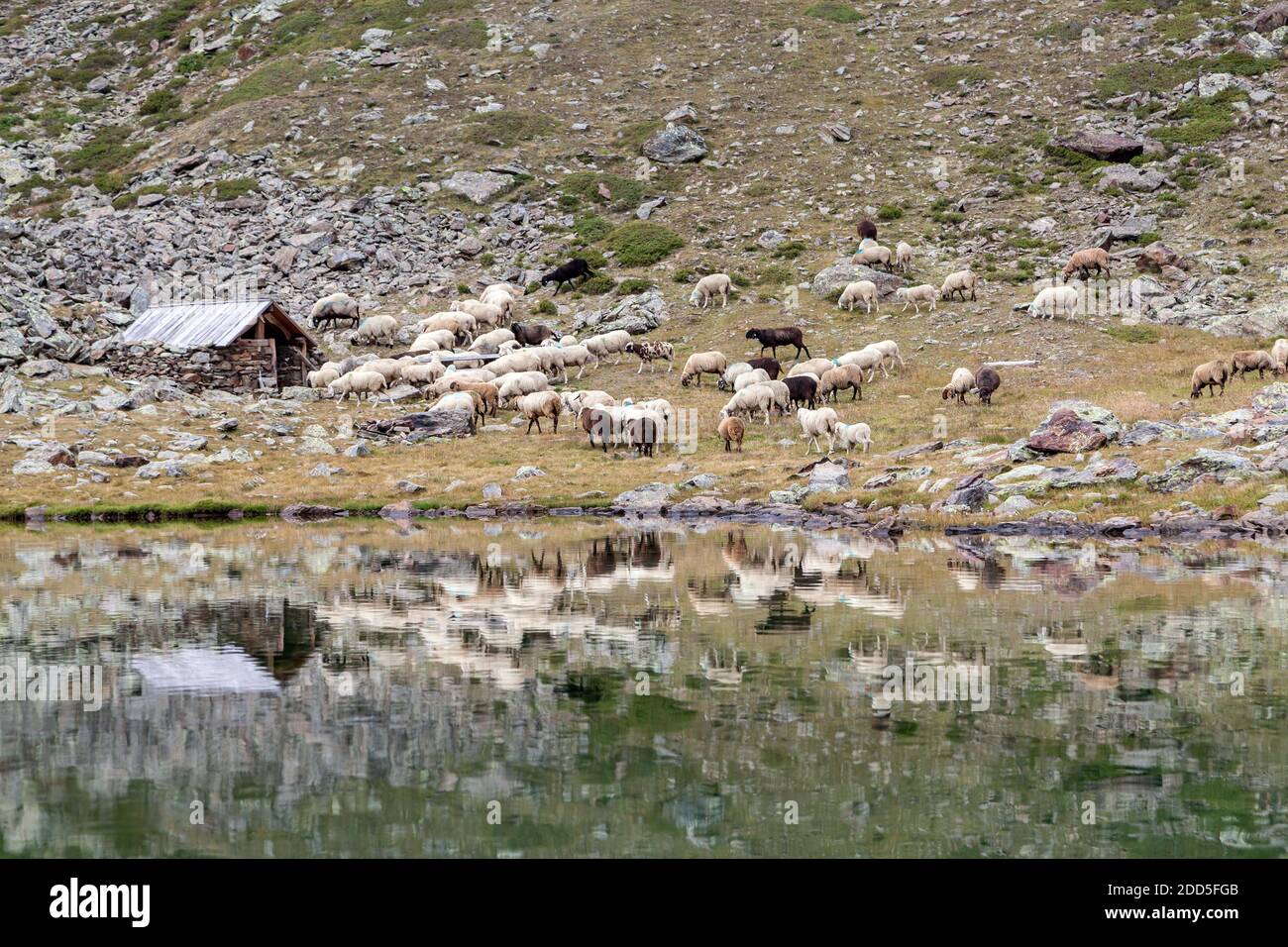 Geographie / Reisen, Italien, Südtirol, Montefranco im Vinschgau, Kortscher See, Schafsfahrt Laaser, Additional-Rights-Clearance-Info-Not-available Stockfoto