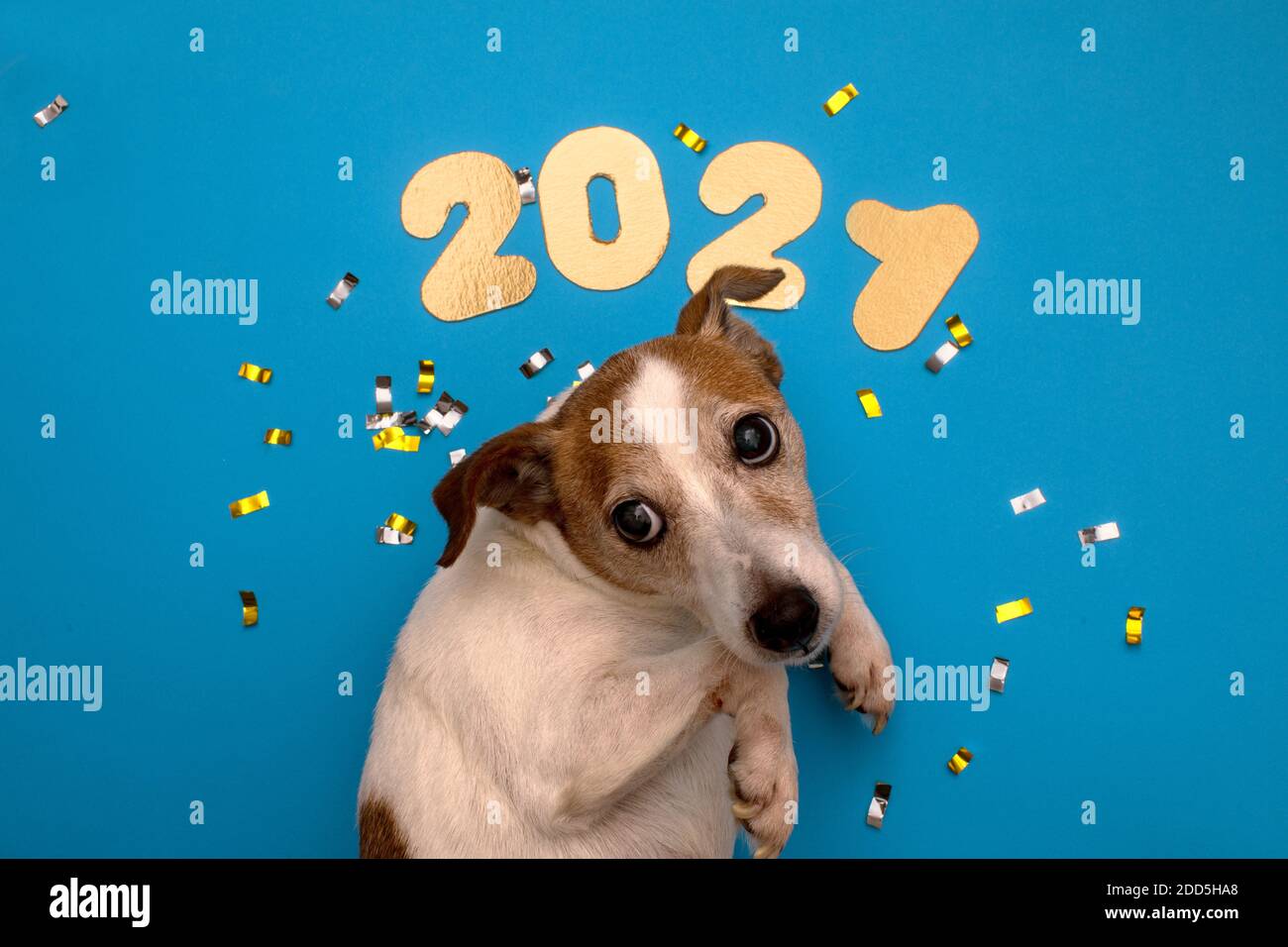 Porträt eines Boston Terrier Hundes im roten Weihnachtsmann-Hut des neuen Jahres auf dem Hintergrund der Zahlen 2021 im Studio. Kreativ. Das Konzept von Weihnachten Stockfoto