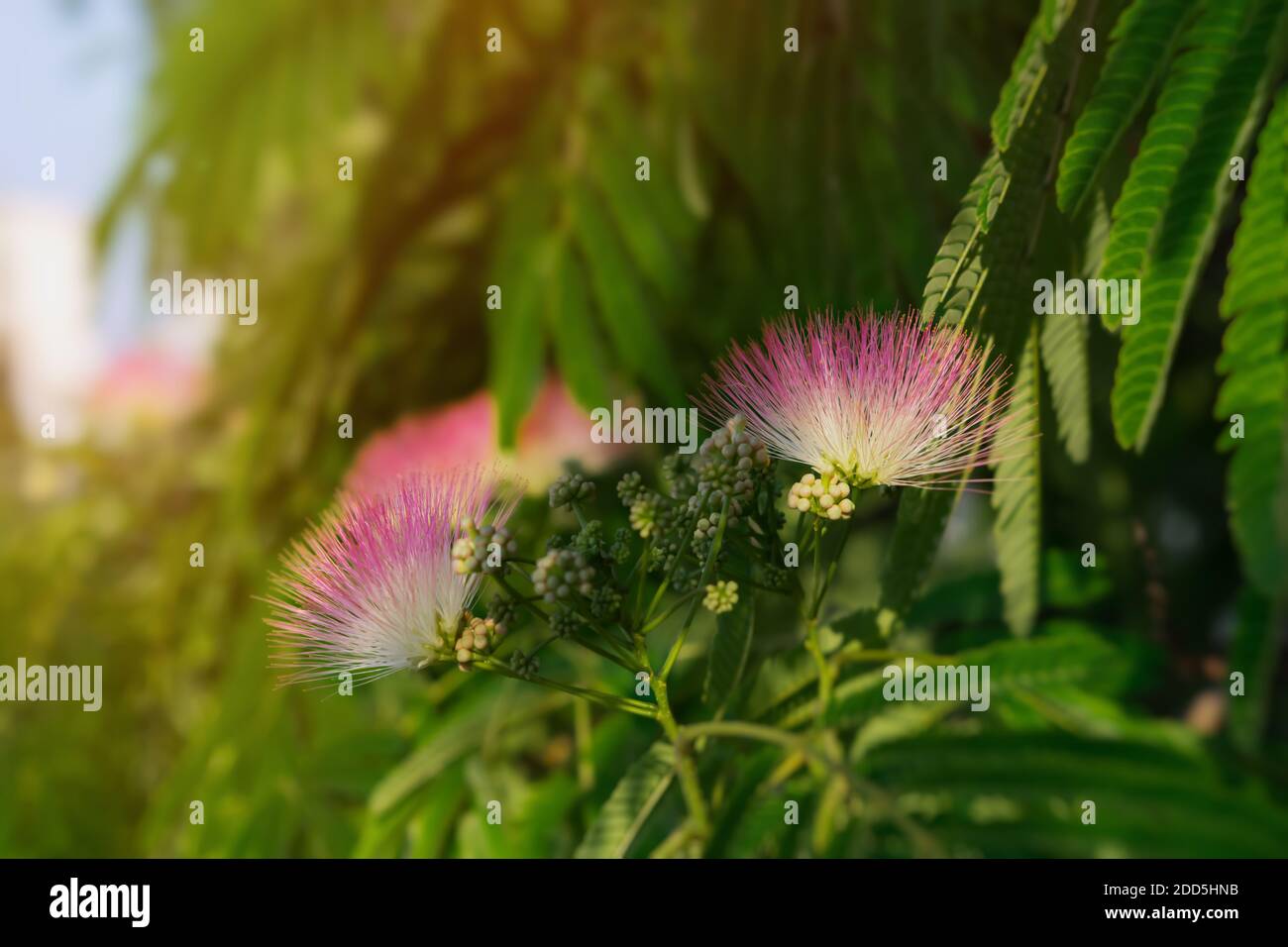 Albizia julibrissin Blumen Nahaufnahme auf einem verschwommenen Hintergrund. Albizia julibrissin blüht mit flauschigen, leuchtend rosa Blüten im Garten. Gattung Albizia o Stockfoto