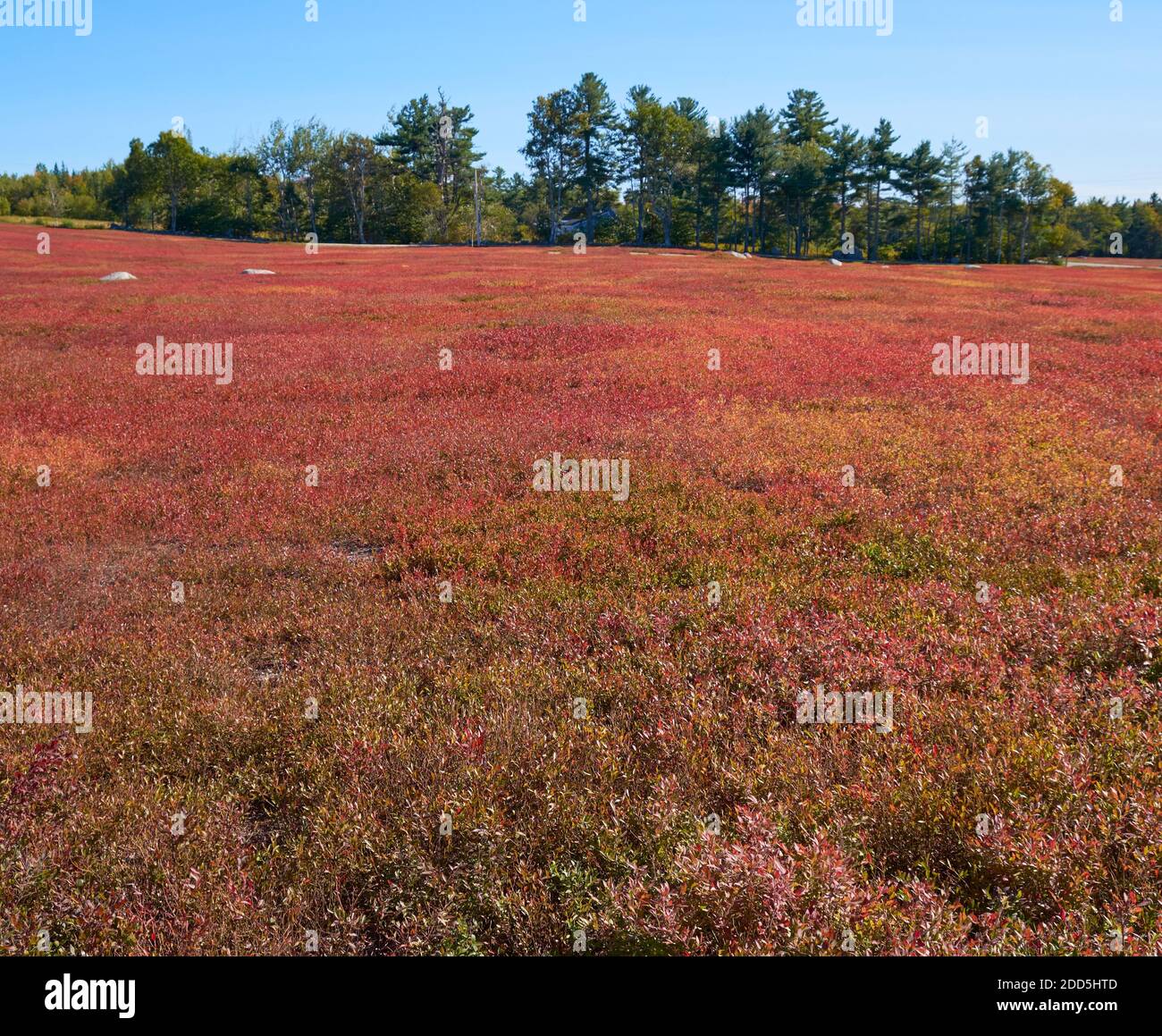 Ein ruhendes Heidelbeer-Fruchtfeld färbt sich während der Herbstsaison rot. In Der Nähe Von Ellsworth, Maine. Stockfoto