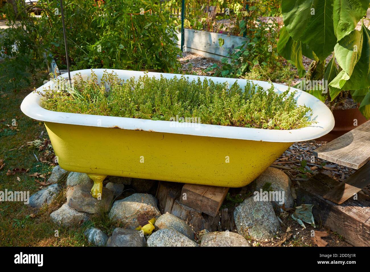 Eine alte, schmiedeeiserne, Klaue Fuß Badewanne ist gelb lackiert und wiederverwendet, upcycled, recycelt als Gartenpflanzer. In Sargentville, Maine. Stockfoto