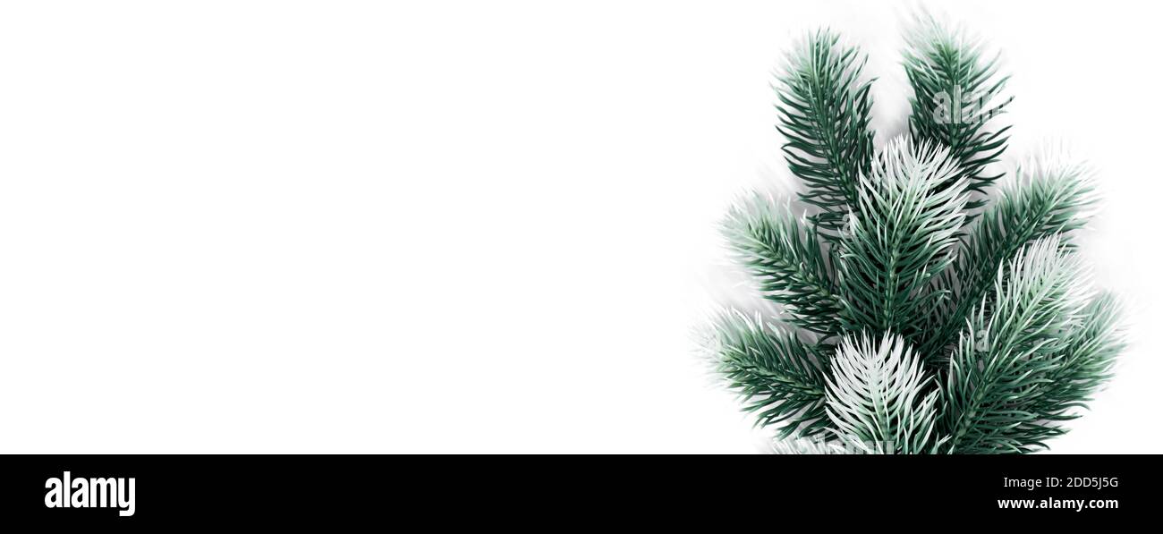 weihnachten Decotation Tannenzweig mit Schnee auf weißem Hintergrund Banner Stockfoto
