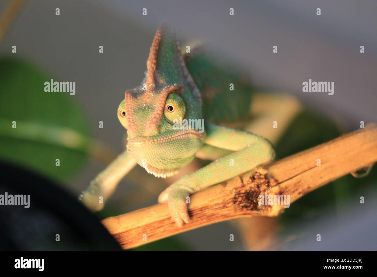 Haustier verschleierte Chamäleon in Gefangenschaft Stockfoto