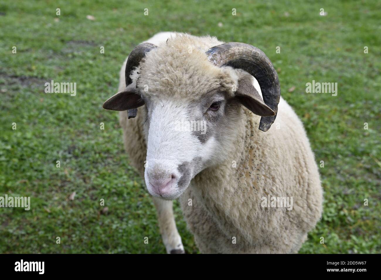 Widder Widder mit Geweih Weiden das Gras auf Wiesenkopf Details Stockfoto