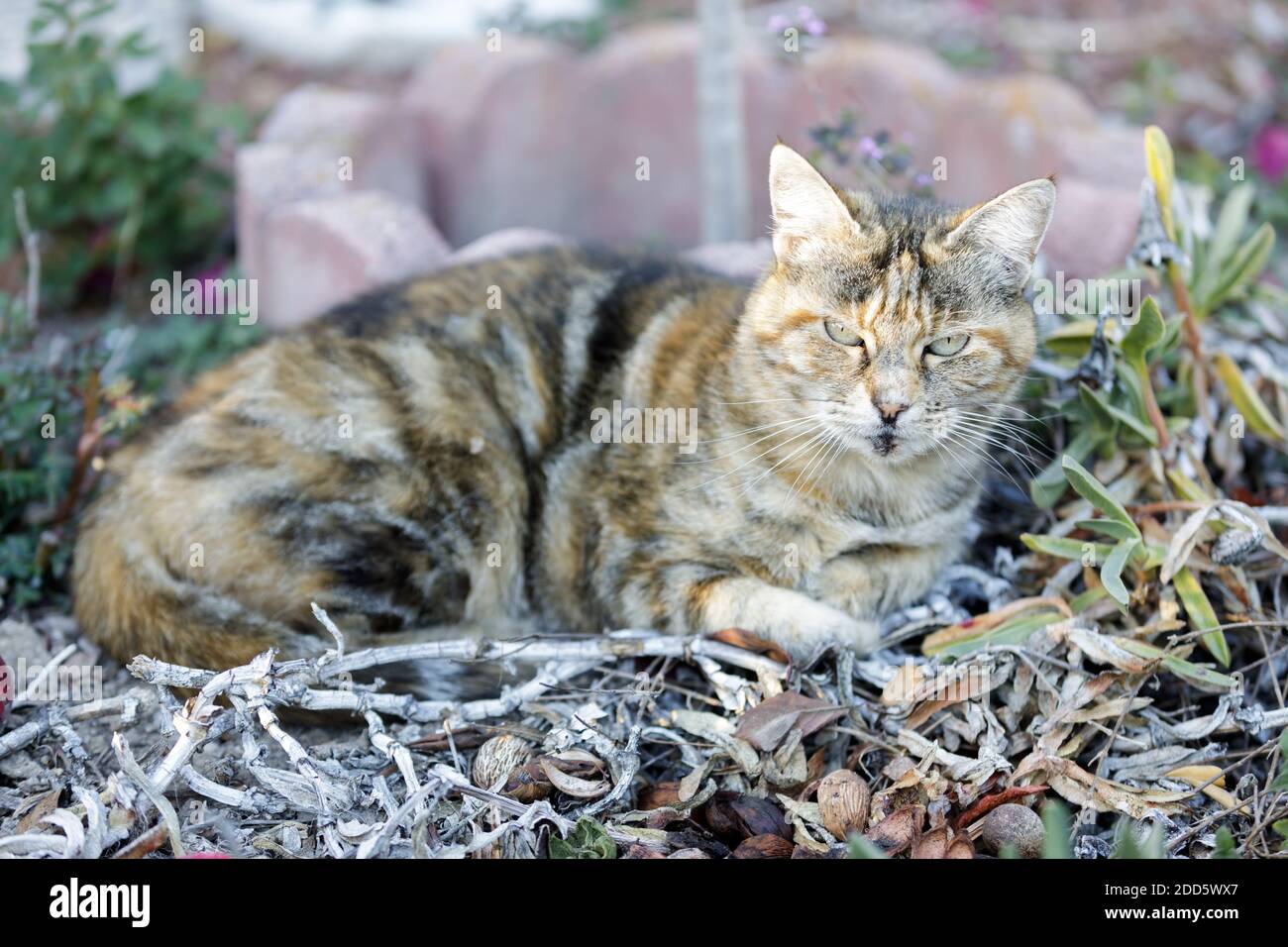 American Kurzhaar Katze Ruhend Stockfoto