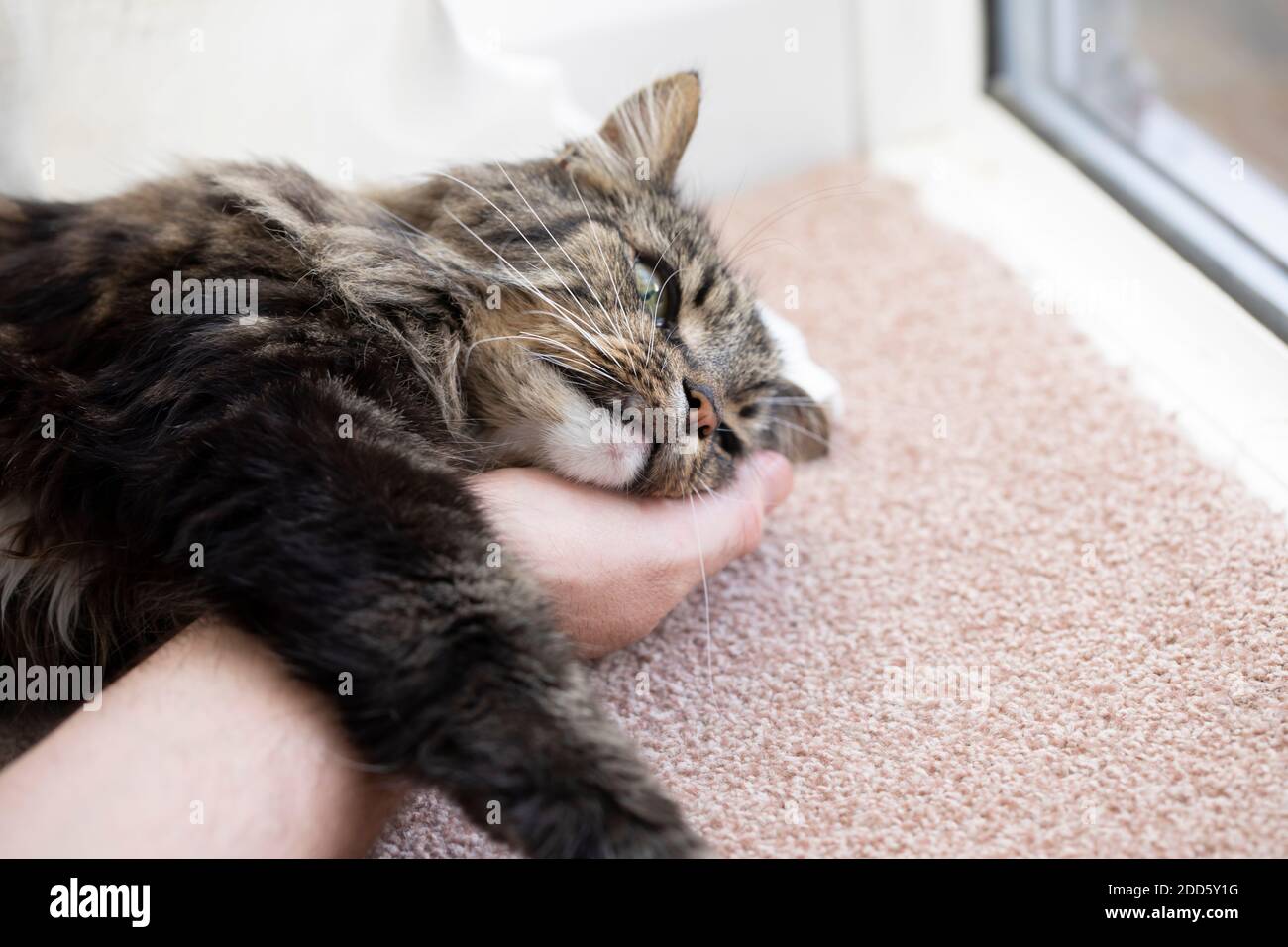 Hauskatze schläft auf die Hand des Mannes gelehnt Stockfoto