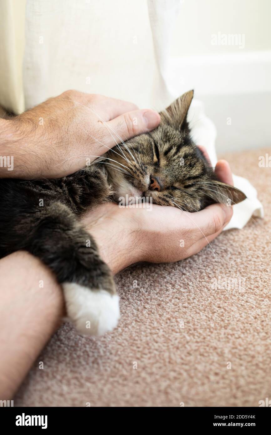 Hauskatze schläft auf die Hand des Mannes gelehnt Stockfoto