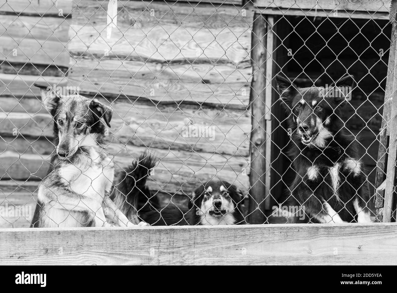 Schwarz-Weiß-Foto von Hunden im Obdachlosenheim. Verlassene Hunde. SW Stockfoto