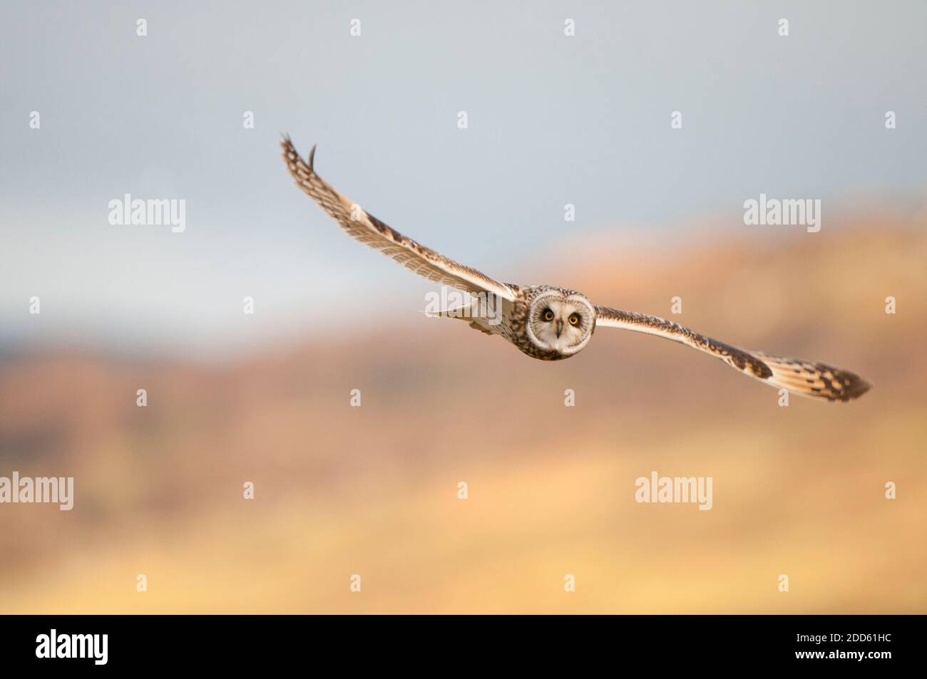 Kurzohreule, die am Fotografen vorbeifliegt Stockfoto