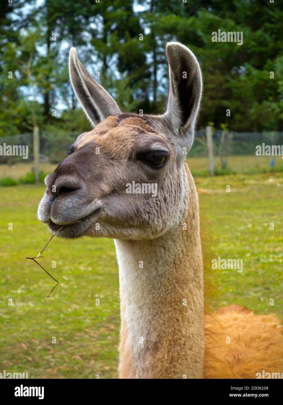 Nahaufnahme eines Llama (Lama glama) eine domestizierte südamerikanische  Kamelide, die von den Andenkulturen als Fleisch- und Packtier weit  verbreitet ist Stockfotografie - Alamy