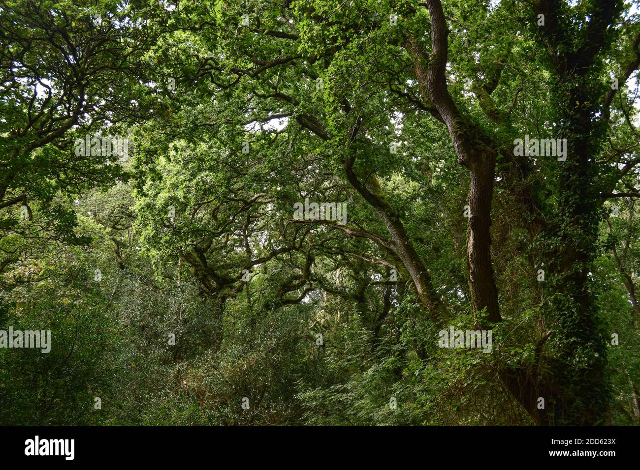 Teffry Viadukt, Luxulyan Valley 100920 Stockfoto