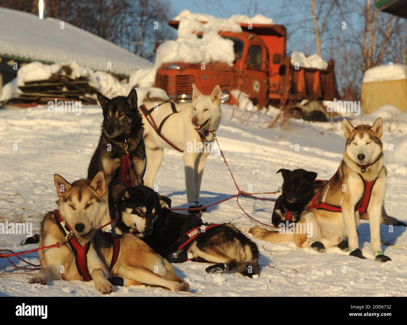 KEIN FILM, KEIN VIDEO, KEIN Fernsehen, KEINE DOKUMENTATION - die Hunde von  Musher Scott Janssen aus Anchorage, AK, USA warten auf ihr warmes Essen  kurz nach der Ankunft am Takotna Checkpoint während