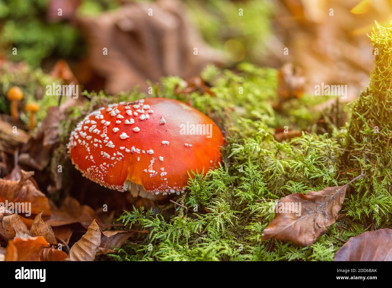 Schöne rote Fliege Agaric Pilz und grünes Moos in der Wald in landschaftlicher Herbstsonne Stockfoto