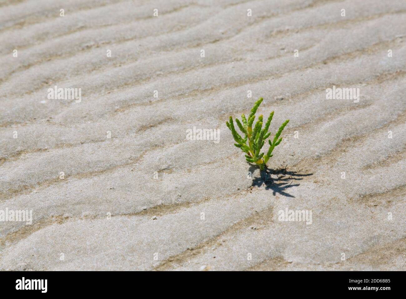 Gemeine Glaswürze (Salicornia europaea / Salicornia brachystachya), halophytische einjährige dicot blühende Pflanze, die auf schlammigen / schlammigen Boden wächst Stockfoto