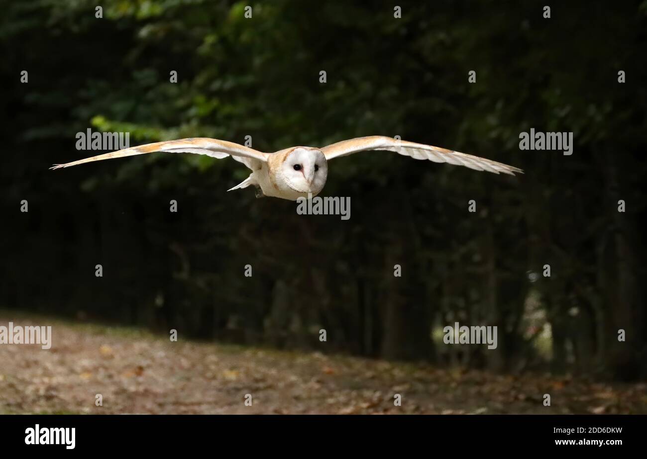 Britische Scheune Eule fliegen im Vollflug, mit offenen Flügeln Stockfoto