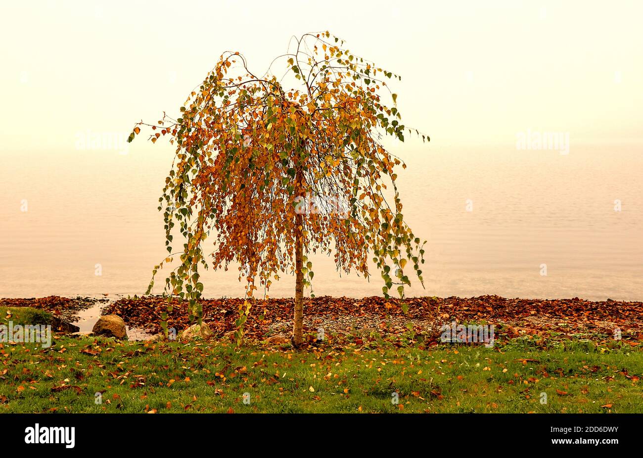 Die kleine Birke ist in bester Lage direkt am Dieksee, Malente, Deutschland. Stockfoto