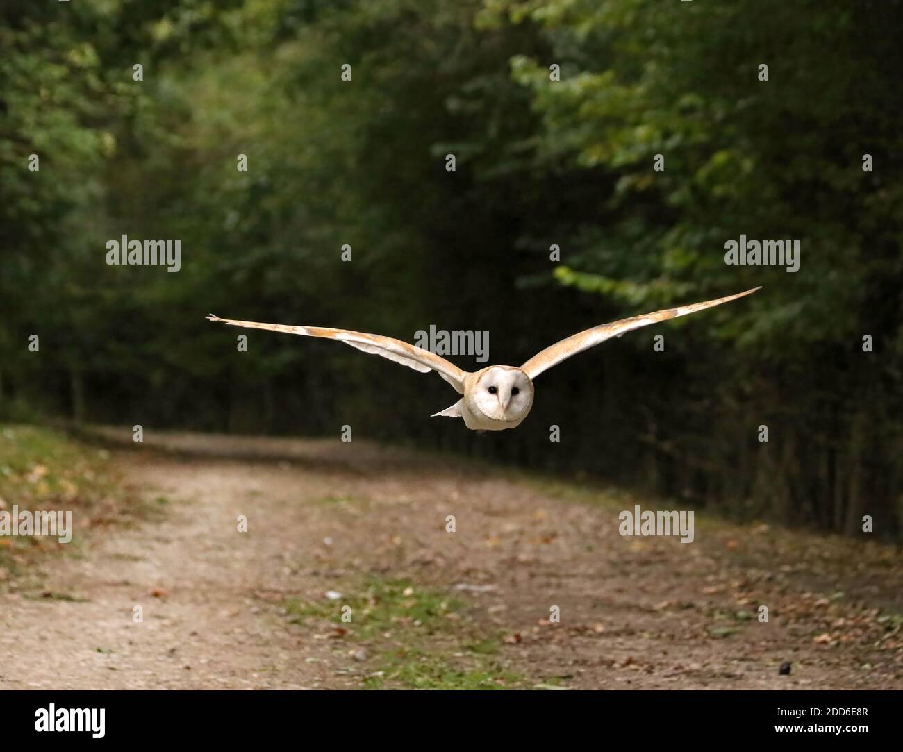 Britische Scheune Eule fliegen im Vollflug, mit offenen Flügeln Stockfoto