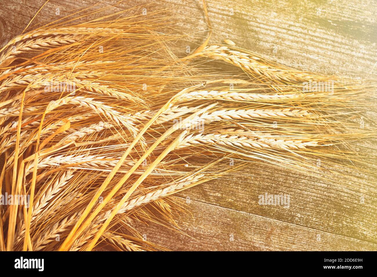 Goldene Spitzen auf Holztisch Hintergrund. Nahaufnahme von reifen Ohren der Gerstenpflanze. Stockfoto