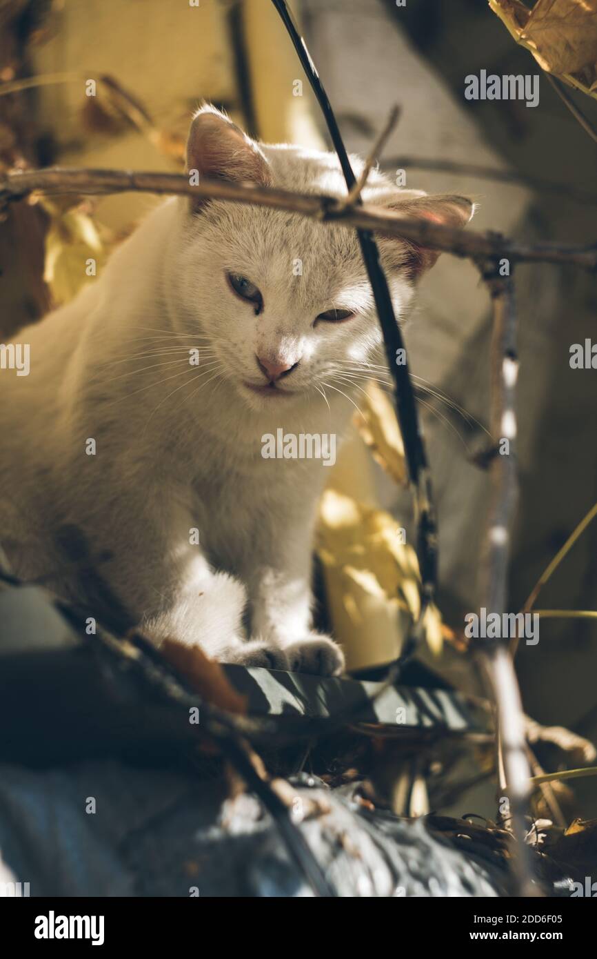 Obdachlose weiße niedliche Katze liegt auf der Straße und ruht. Das Problem der obdachlosen Tiere in Städten Stockfoto