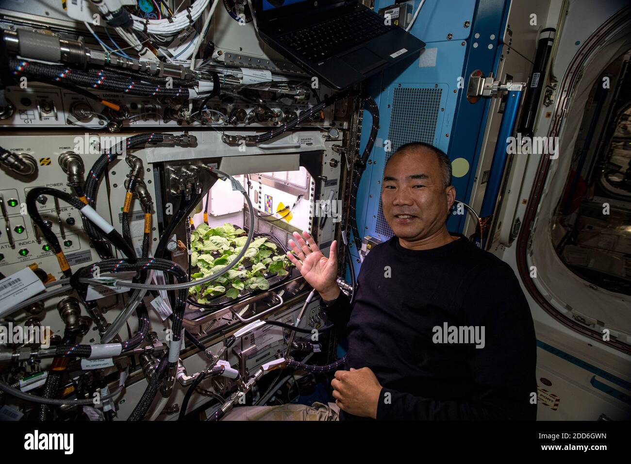 SpaceX Crew-1 Mission Specialist and Expedition 64 der hier am 20. November 2020 abgebildete Flugingenieur Soichi Noguchi von JAXA (Japan Aerospace Exploration Agency) zeigt eine Auswahl von Rettichpflanzen, die im Advanced Plant Habitat des Columbus-Labormoduls wachsen. Noguchi sammelte Blattproben für die Analyse während seiner ersten Woche an Bord der Internationalen Raumstation. NASA/UPI Stockfoto