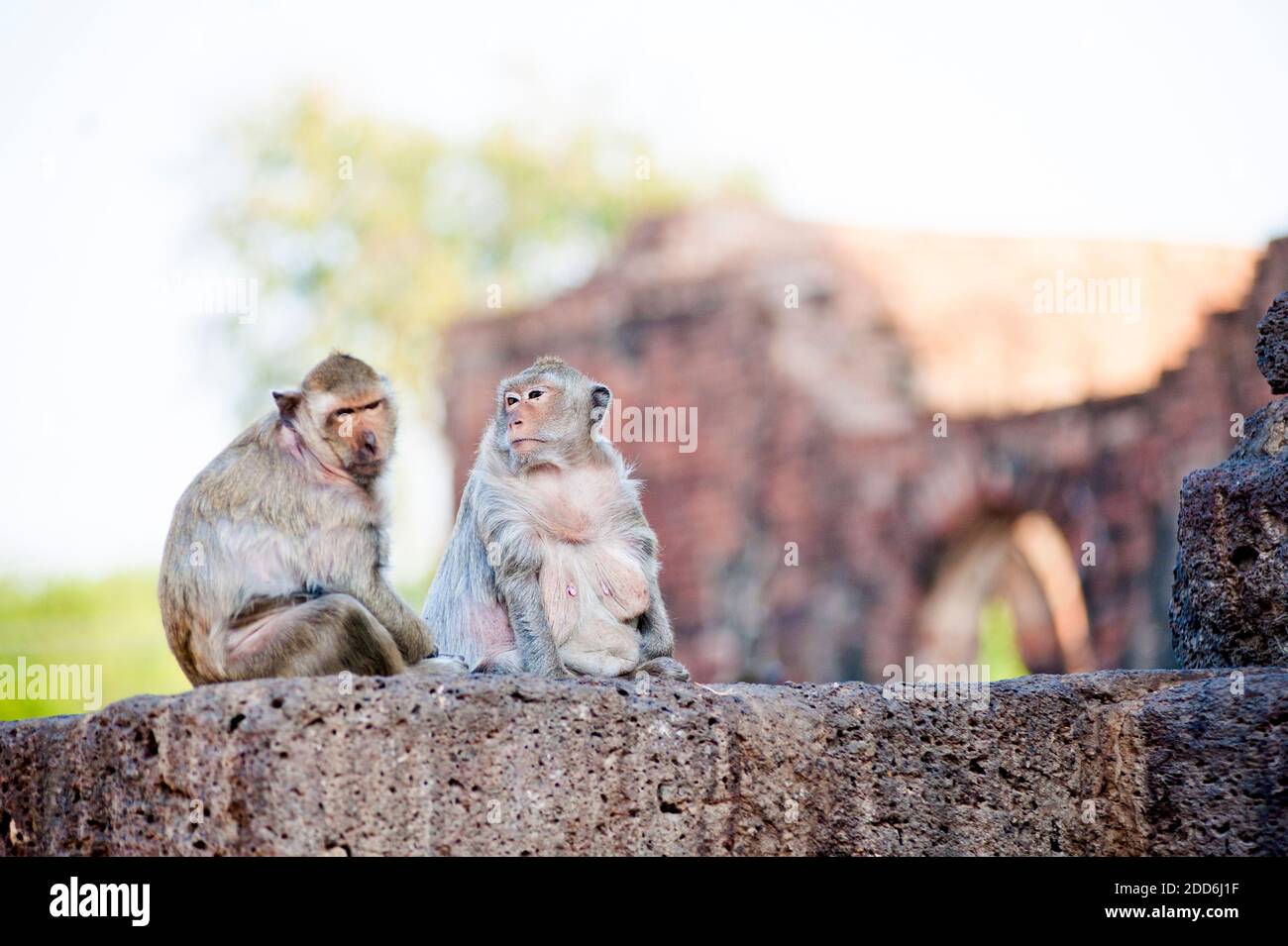 Paar Affen im Phra Prang Sam Yot Buddhist Temple, Lopburi, Thailand, Südostasien Stockfoto