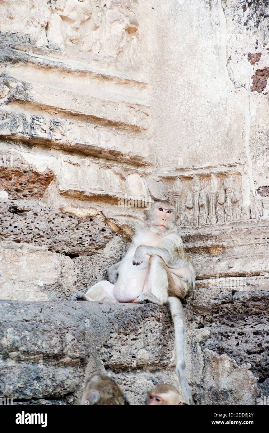 Lustige Affen entspannen im Phra Prang Sam Yot Buddhist Temple, Lopburi, Thailand, Südostasien Stockfoto