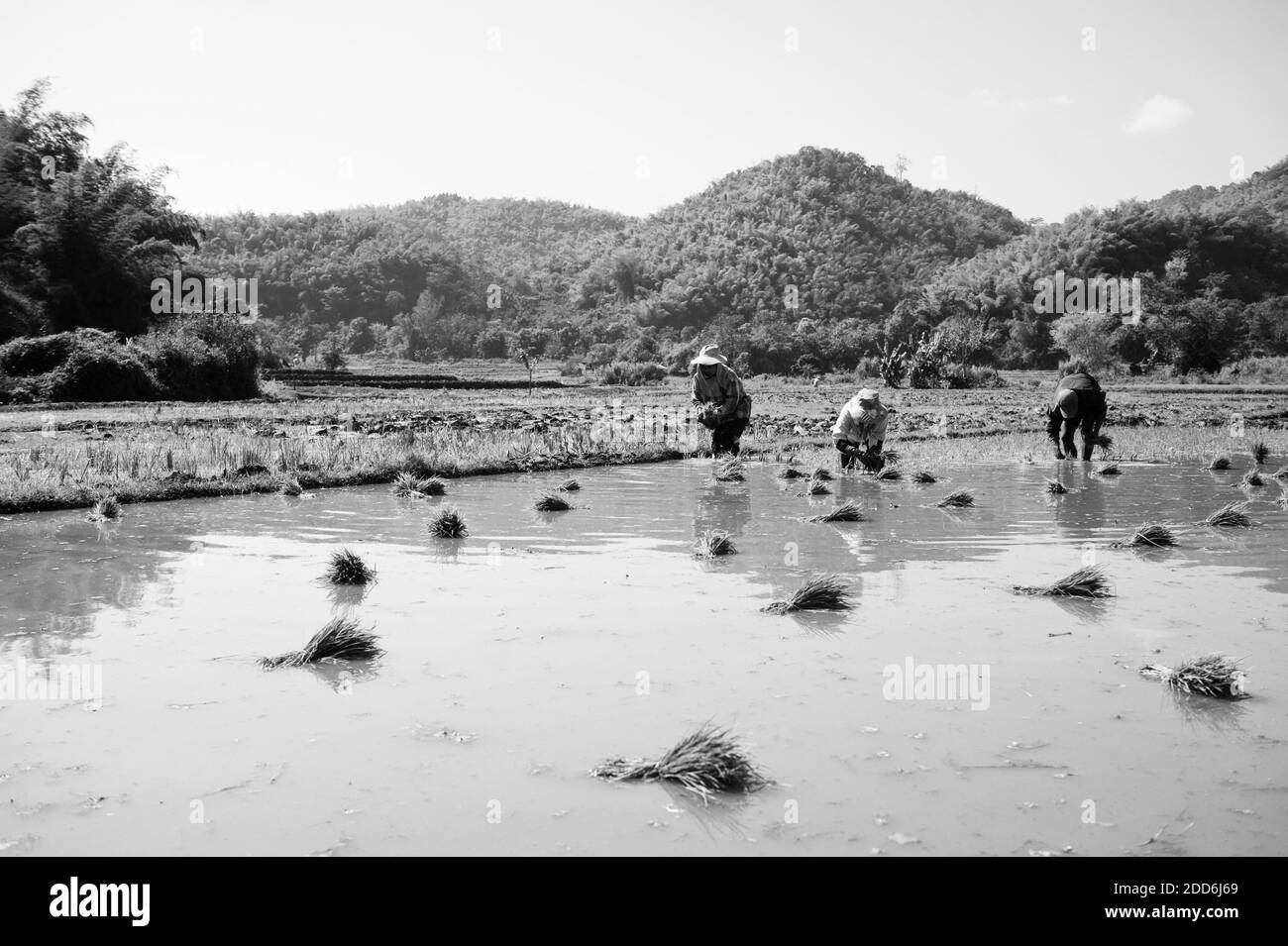Schwarz-Weiß-Foto von Lahu Tribe Pflanzen von Reis in den Reisfeldern rund um Chiang Rai, Thailand, Südostasien Stockfoto
