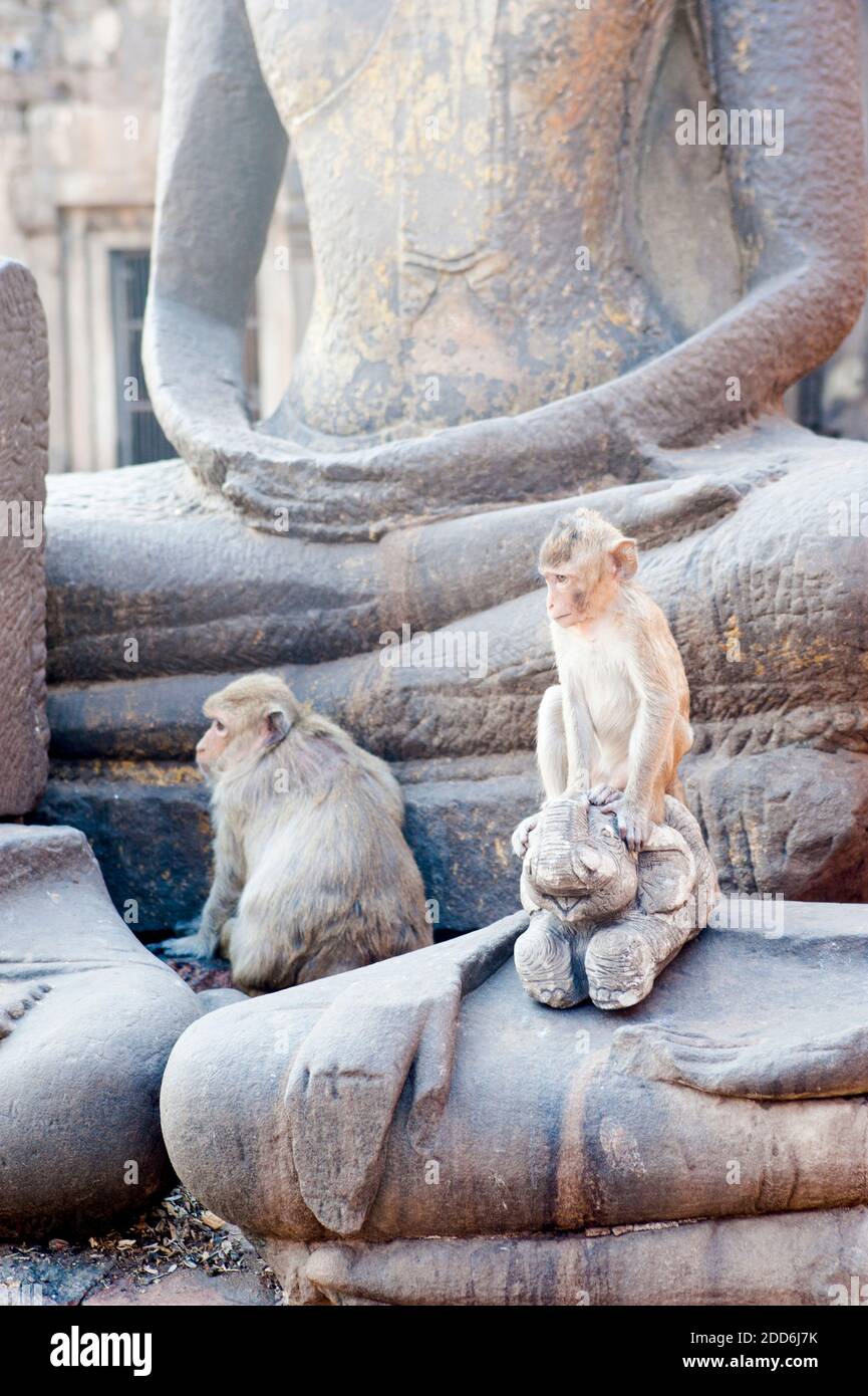 Zwei Affen spielen auf einer Buddha-Statue im Phra Prang Sam Yot Buddhist Temple, Lopburi, Thailand, Südostasien Stockfoto
