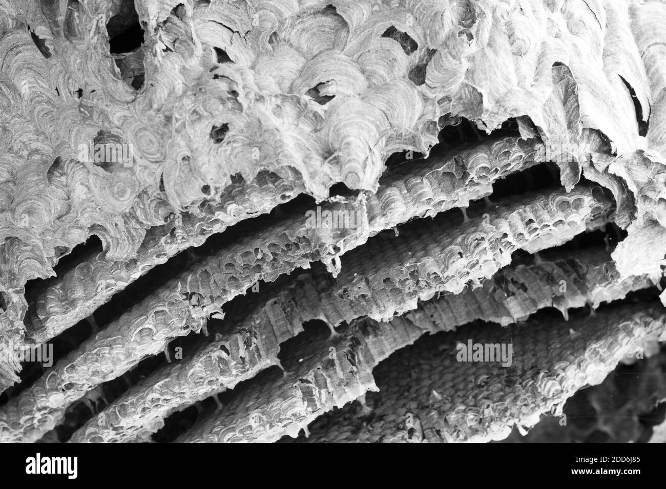 Schwarz-Weiß-Foto eines alten Wasp Nest, Südostasien Stockfoto