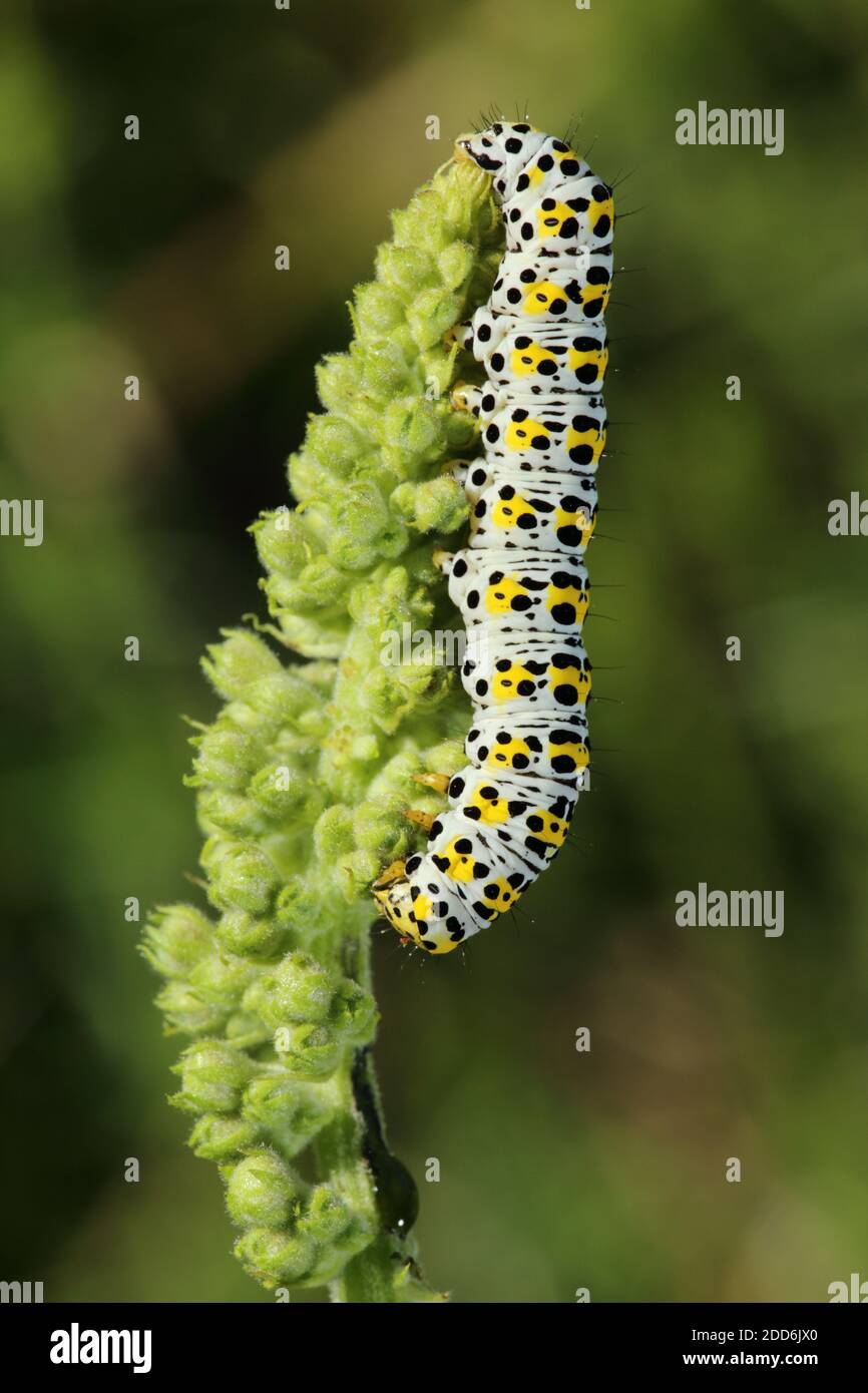Mullein Moth Caterpillar (Cucullia verbasci) im Daneway Banks Reserve des Gloucestershire Wildlife Trust, Sapperton, Gloucestershire, Großbritannien Stockfoto