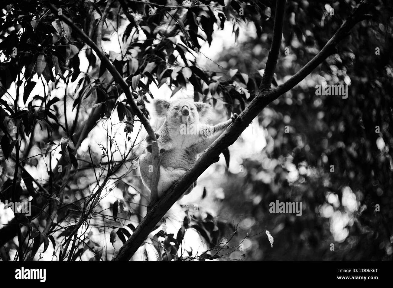 Schwarz-Weiß-Foto eines Koala Bären im Koala Bear Sanctuary, Port Macquarie, Gold Coast of Australia Stockfoto