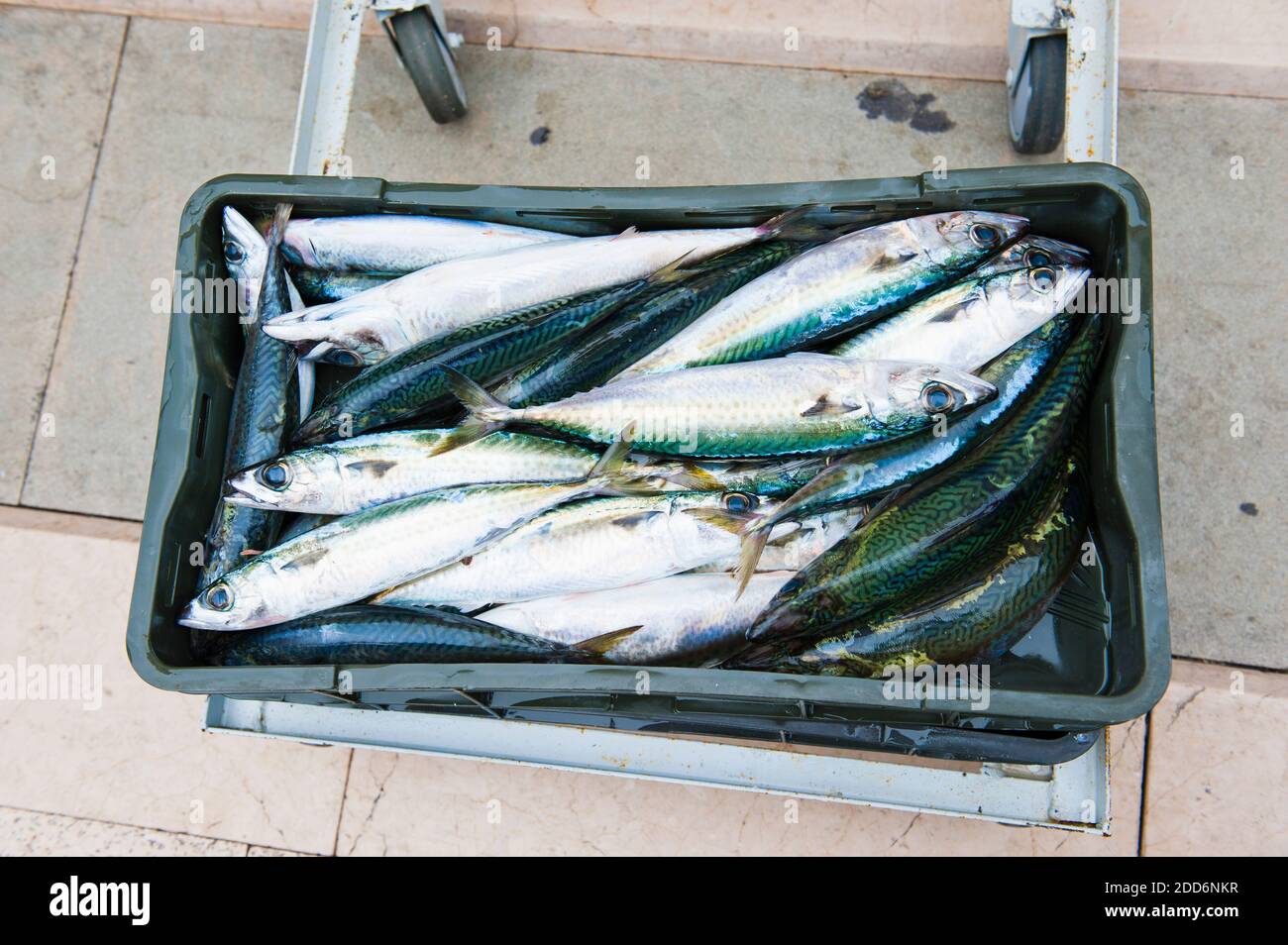 Foto von Mackerel in Split Fischmarkt, Dalmatien, Kroatien Stockfoto