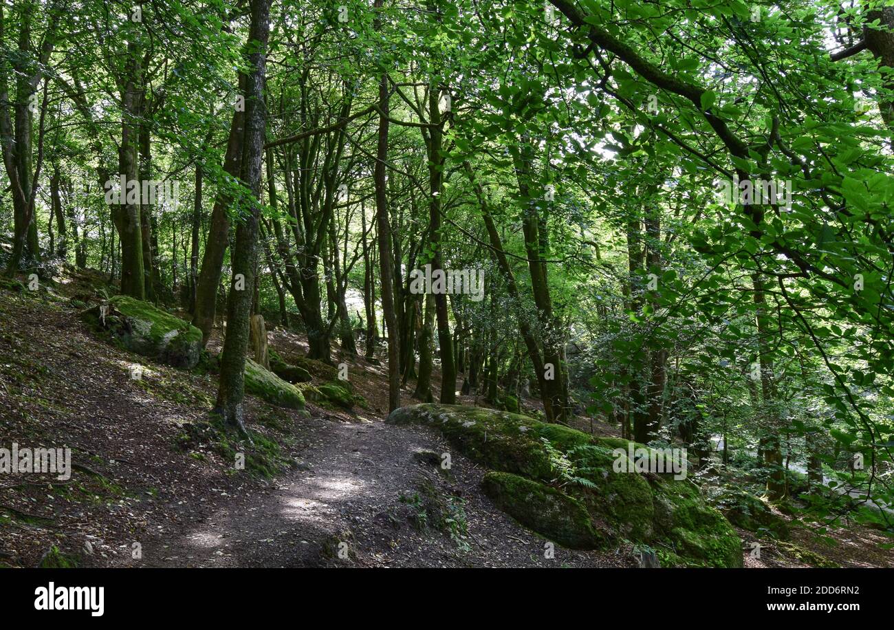 Teffry Viadukt, Luxulyan Valley 100920 Stockfoto