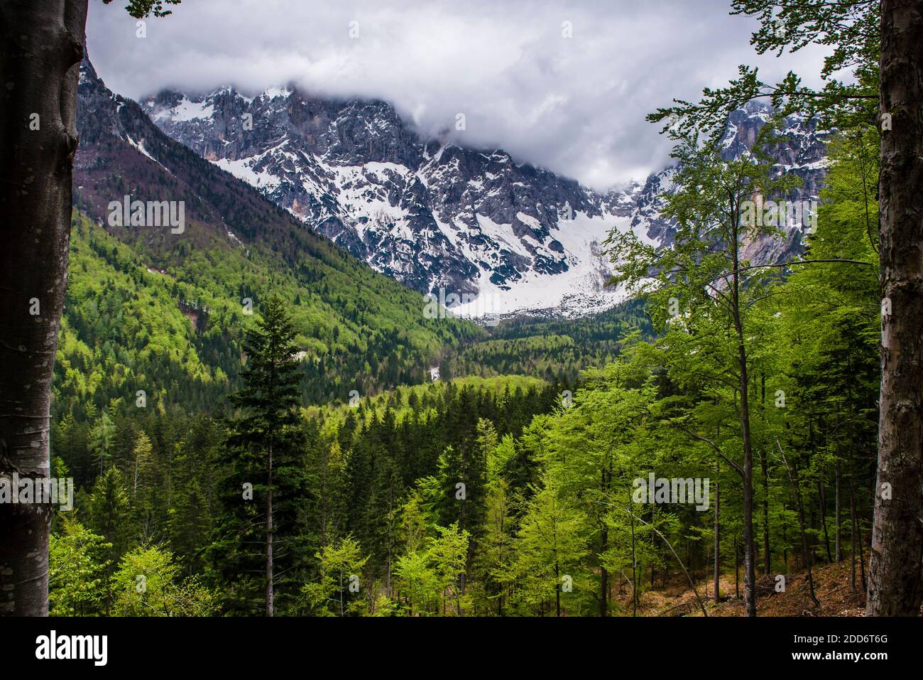 Slowenien. Juilan Alpen etwas außerhalb Kranjska Gora, Triglav Nationalpark, Oberkrain, Slowenien Stockfoto