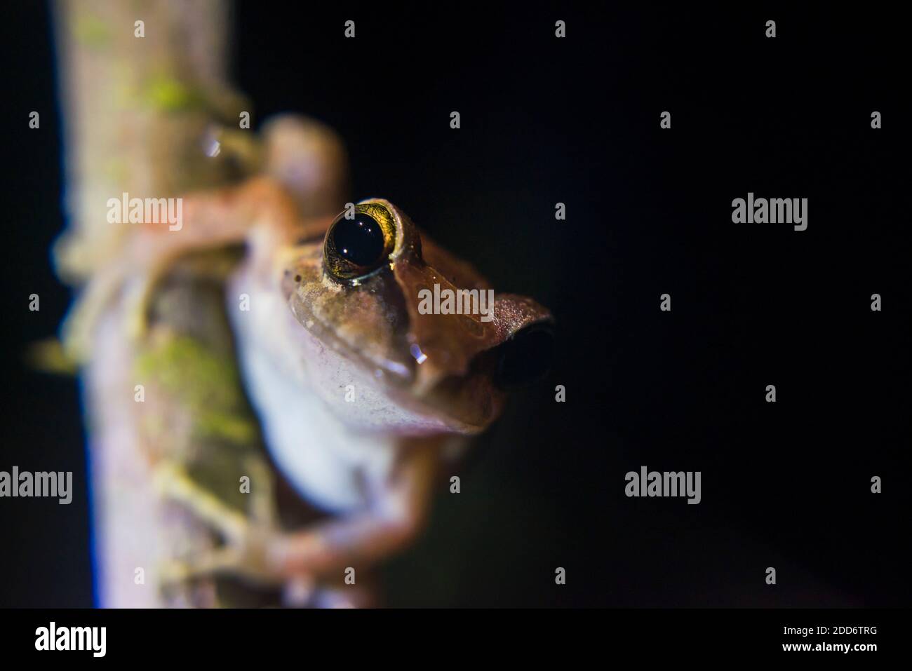 Frosch im Choco Regenwald bei Nacht, Ecuador. Dieses Dschungelgebiet ist der Mashpi Cloud Forest in der Provinz Pichincha in Ecuador, Südamerika Stockfoto