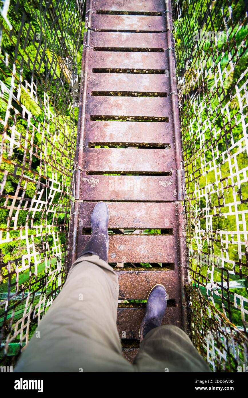 Amazonas Regenwald Canopy Walk in Sacha Lodge, Coca, Ecuador, Südamerika Stockfoto