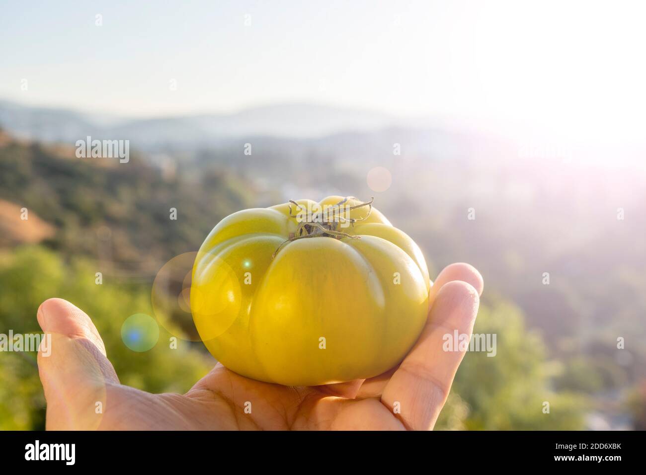 Eine Hand hält eine einzelne grüne rohe Dorftomate gegen Sonnenlicht. Natürliches Grün und Hintergrund mit Lichtreflexen. Sonnenlicht reflektiert Stockfoto