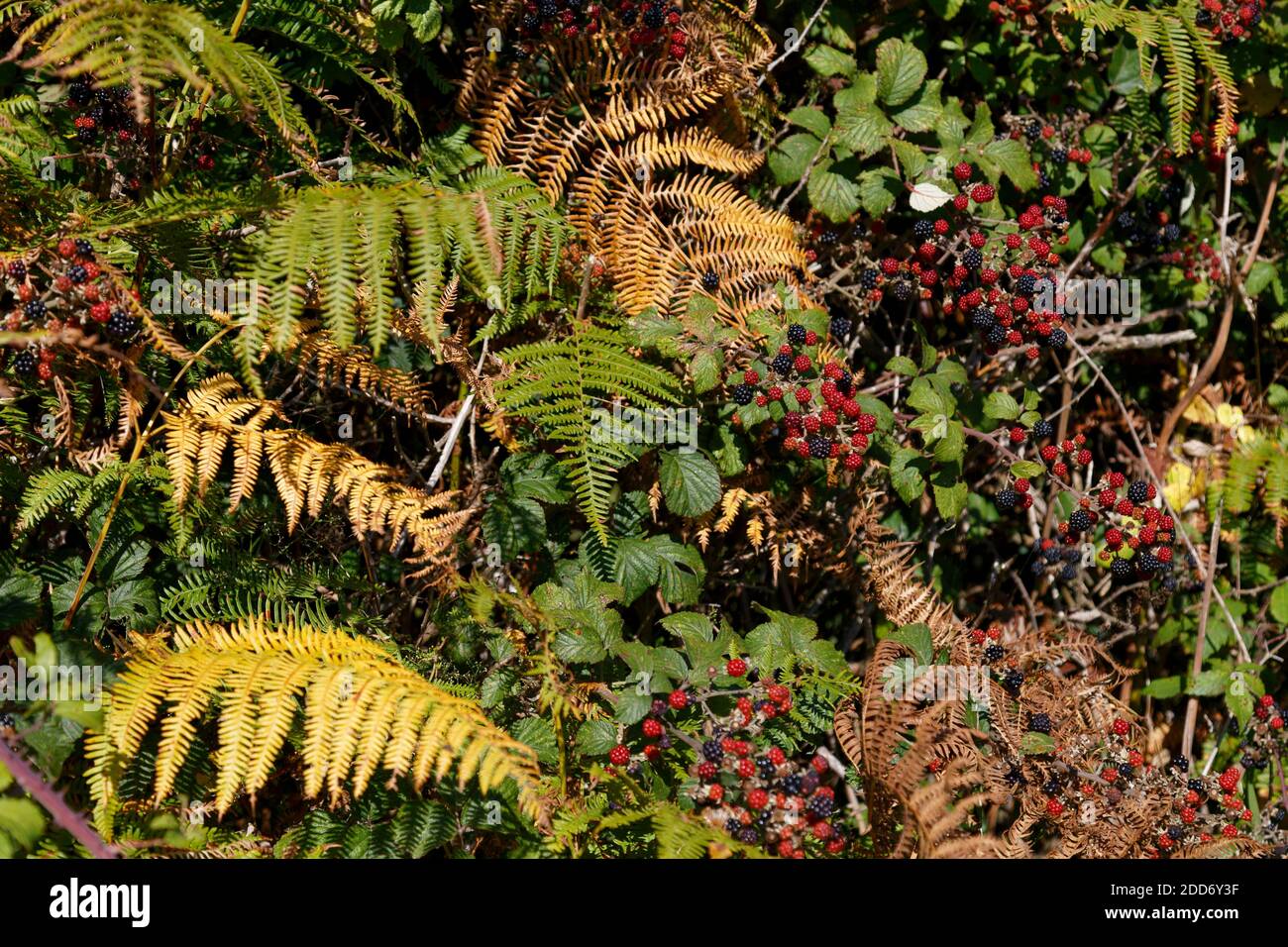 Bracken und Brombeeren in einer Hecke in Dorset Stockfoto