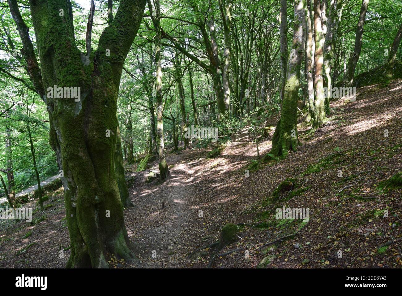 Teffry Viadukt, Luxulyan Valley 100920 Stockfoto