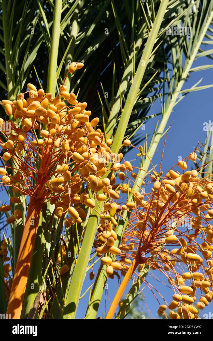 Trauben von Datteln wachsen auf Dattelpalme, Zypern Stockfoto