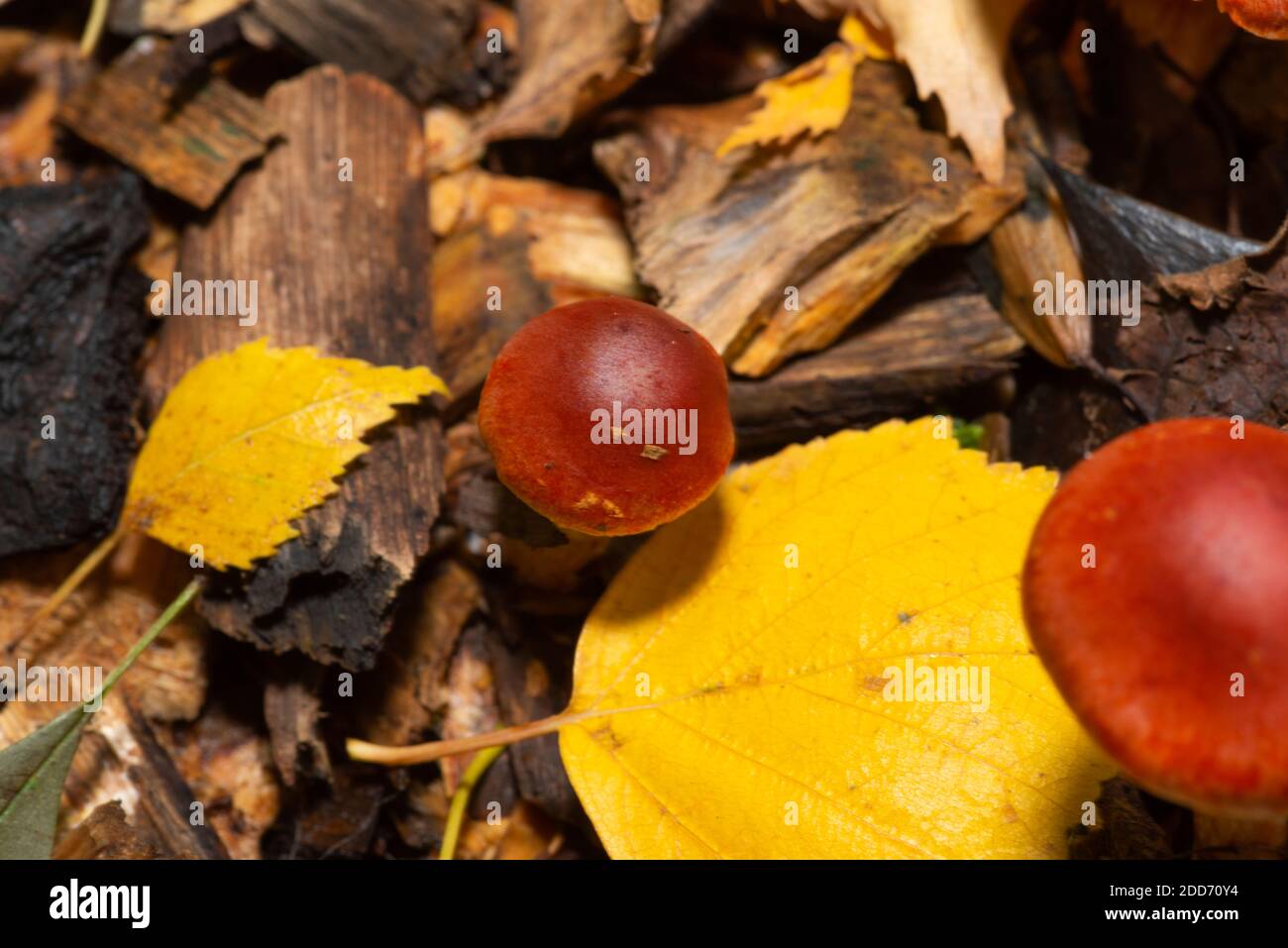 Pilz Stockfoto