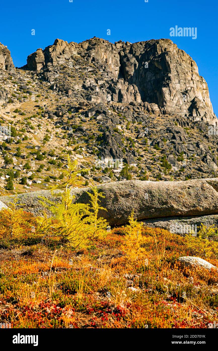 WA18513-00...WASHINGTON - Alpine Lärche wird auf einer offenen Wiese unter dem Cathedral Peak in der Pasayten Wilderness Area gelb. Stockfoto