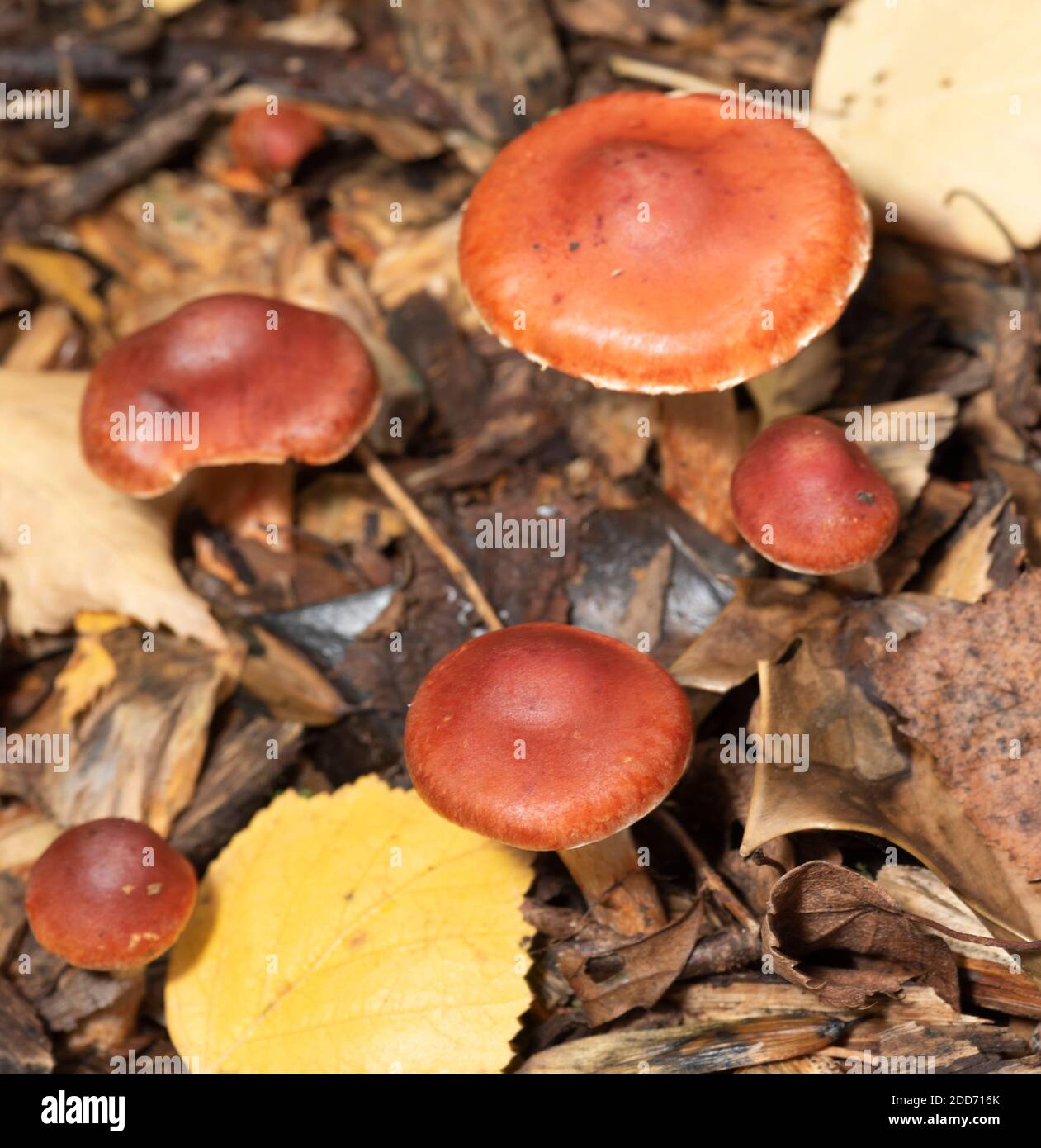 Pilz Stockfoto