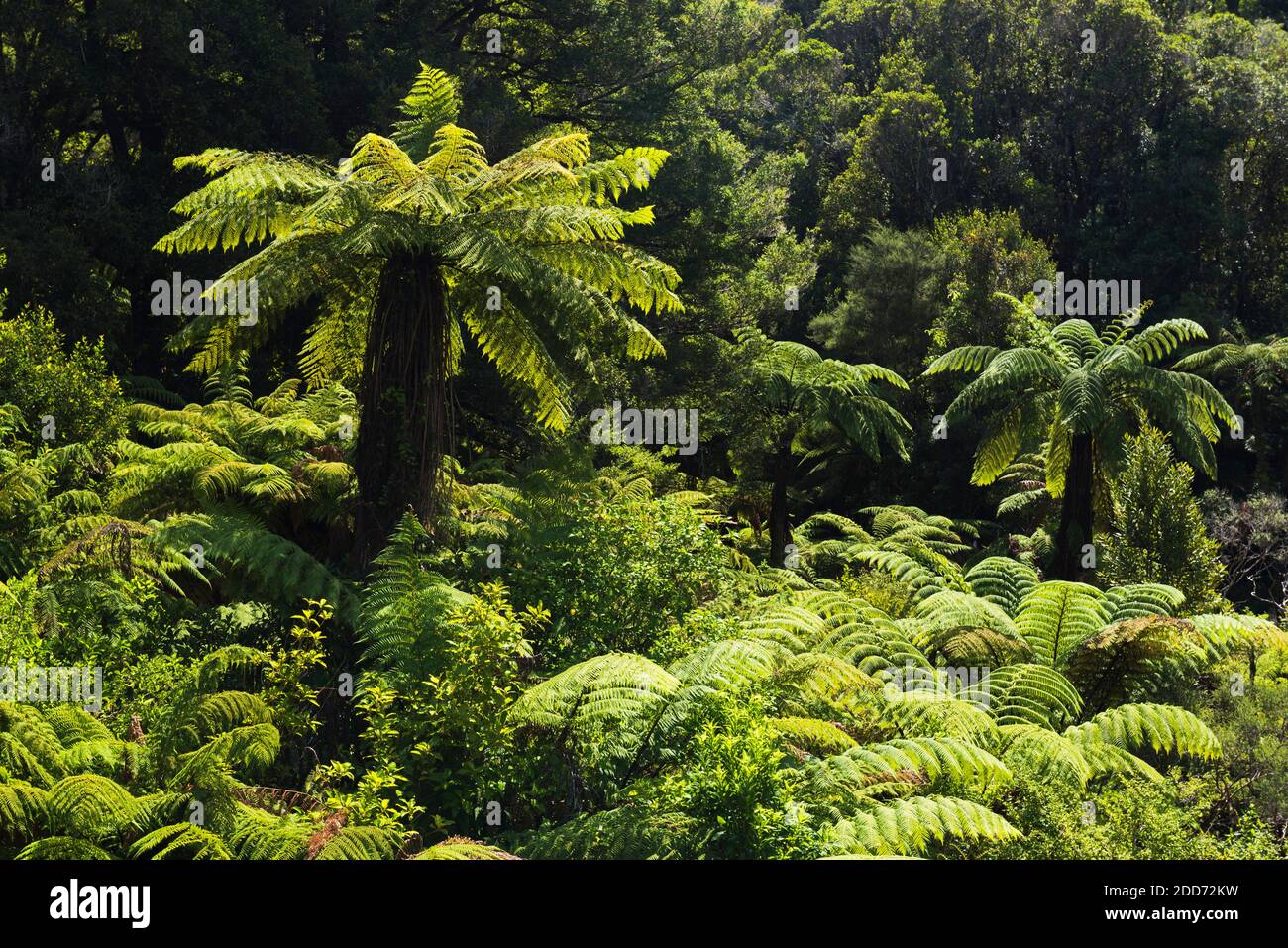 Tropische Regenwaldlandschaft auf dem State Highway 43 (alias Forgotten World Highway), Taranaki Region, North Island, Neuseeland Stockfoto