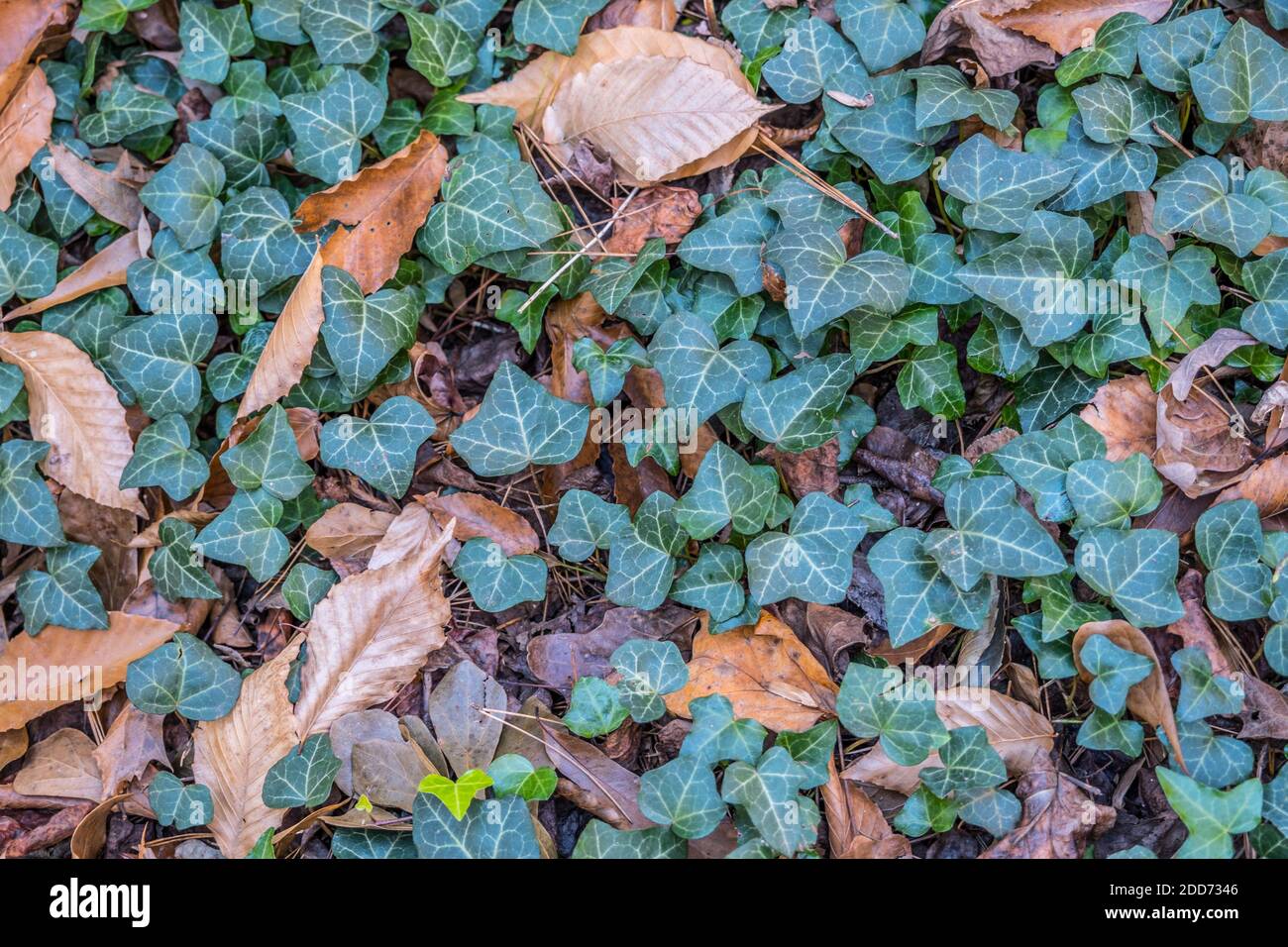 Wächst natürlich auf dem Waldboden ein üppiges grünes Fleck Von englischem Efeu mit verfaulenden Herbstblättern dazwischen Die Efeu-Bodenabdeckung aus der Nähe Stockfoto