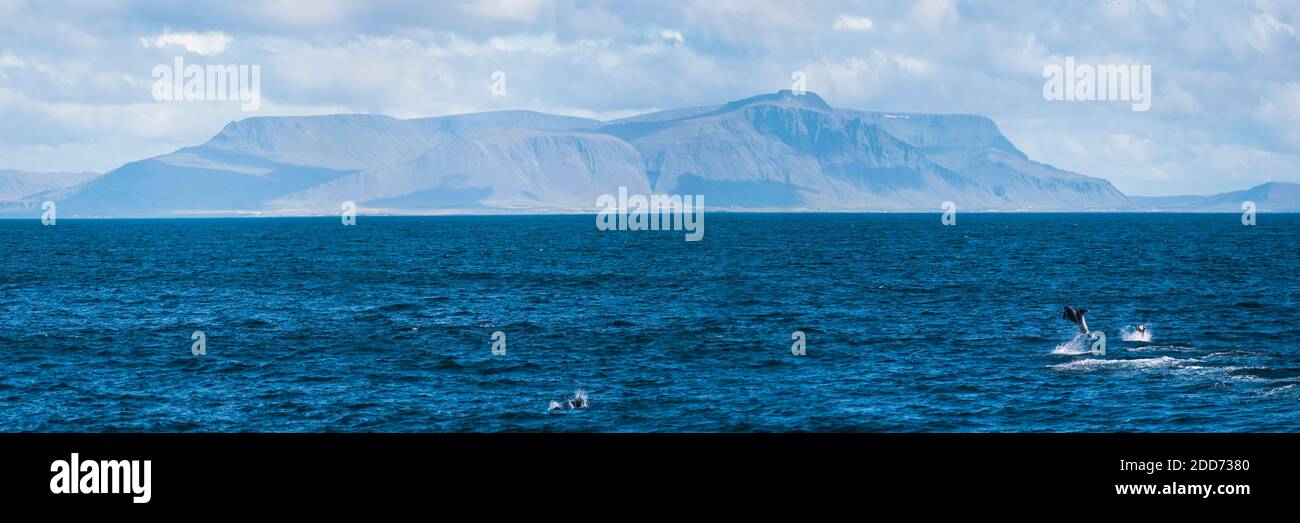 Weißschnabeldelfin (Lagenorhynchus albirostris), der aus dem Wasser springt, Reykjavik, Island Stockfoto