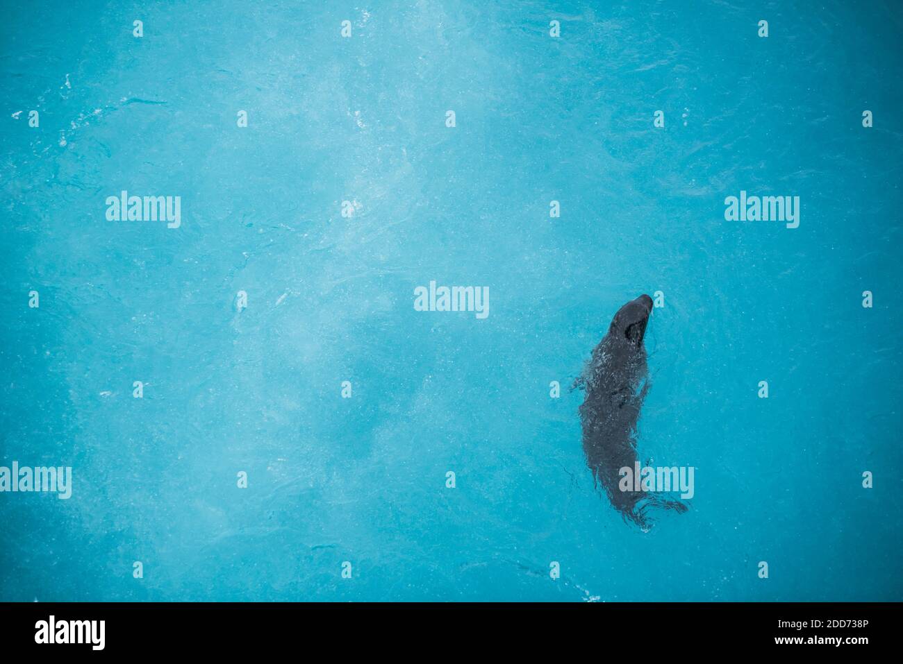 Marine Tierwelt Hintergrund mit Kopieplatz, eine Robbe in den blauen Gletschergewässern der Jokulsarlon Glacier Lagoon, South Region (Sudurland), Island Stockfoto